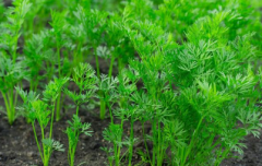 測(cè)土配方施肥儀提高農(nóng)田種植技術(shù)